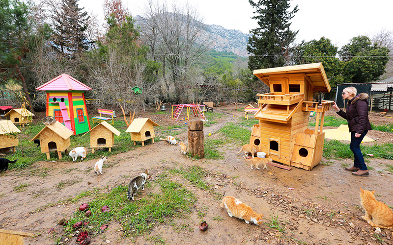 Welcome to purradise: Cat village in Antalya welcomes strays with playgrounds and villas