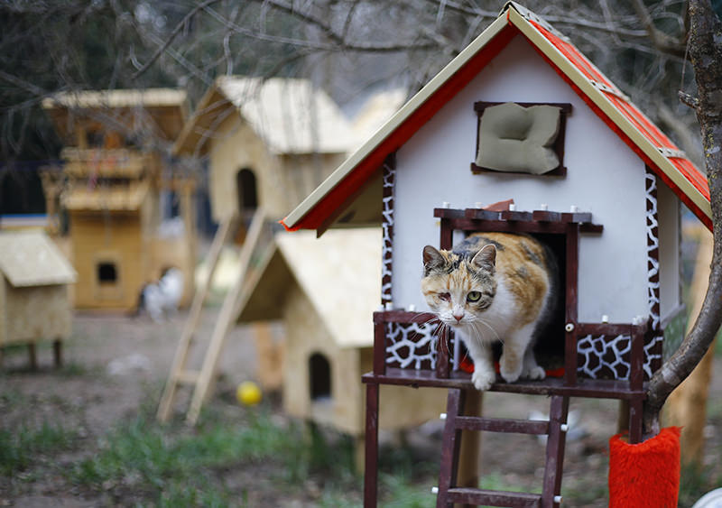 Welcome to purradise: Cat village in Antalya welcomes strays with playgrounds and villas