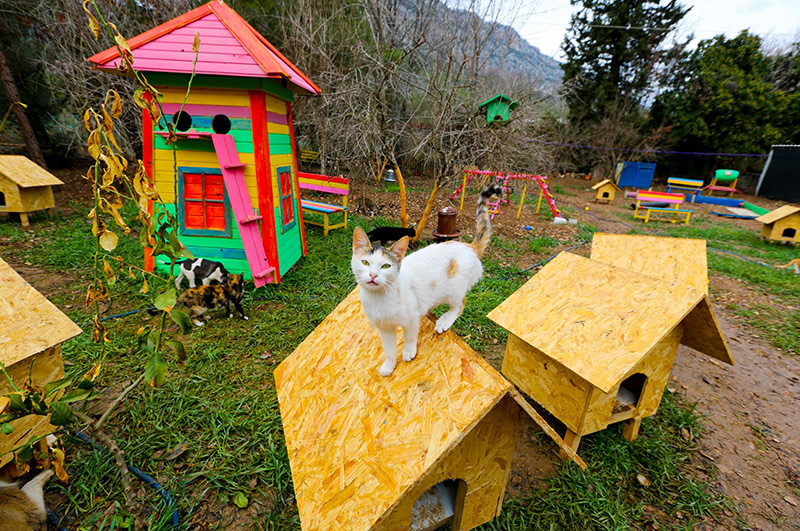 Welcome to purradise: Cat village in Antalya welcomes strays with playgrounds and villas