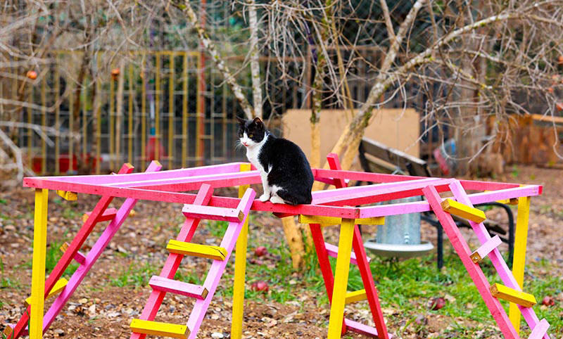 Welcome to purradise: Cat village in Antalya welcomes strays with playgrounds and villas