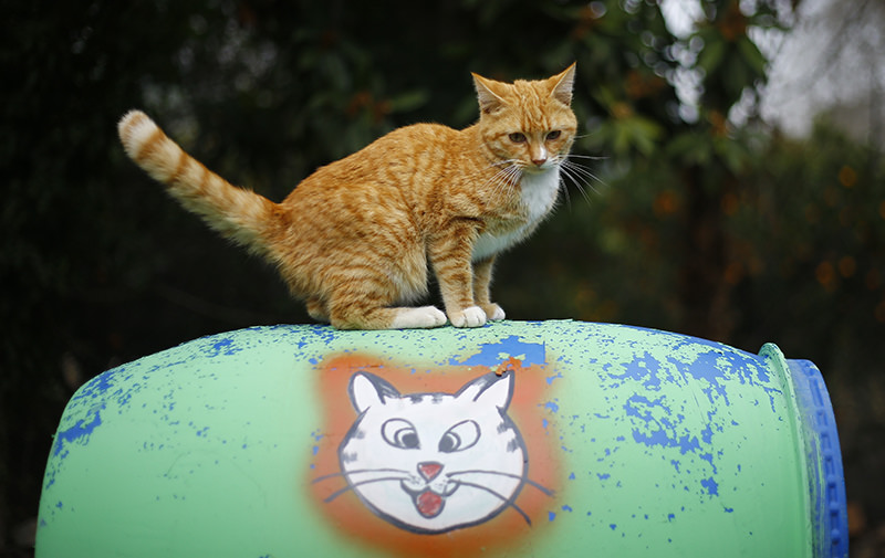 Welcome to purradise: Cat village in Antalya welcomes strays with playgrounds and villas