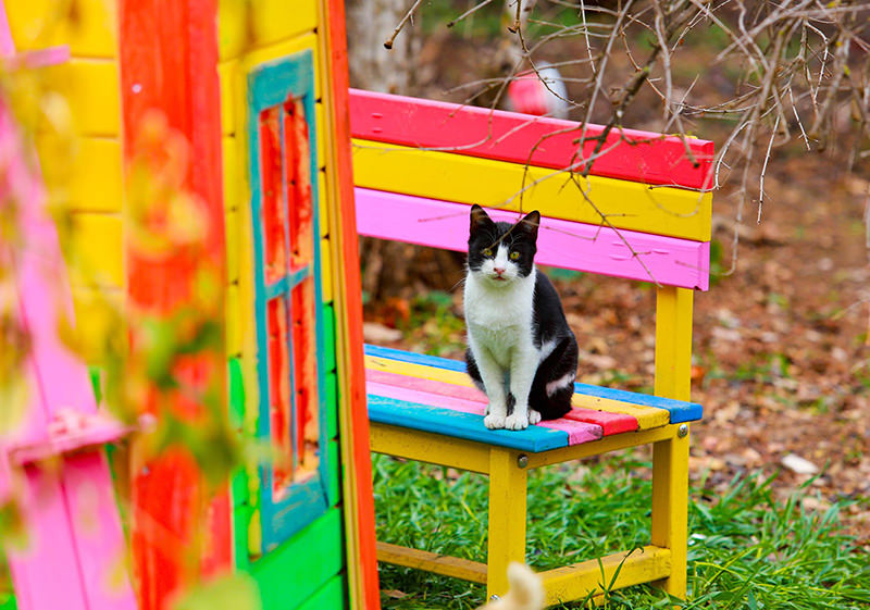 Welcome to purradise: Cat village in Antalya welcomes strays with playgrounds and villas