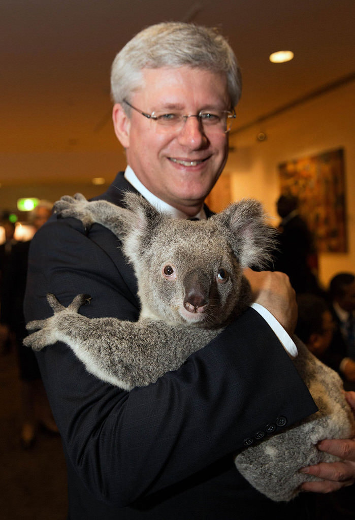 Koala Diplomacy Warms Up G20 Summit Daily Sabah