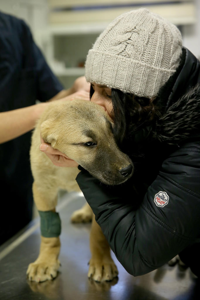 A dog’s chance: Puppy stuck in Istanbul borehole rescued after 11 days