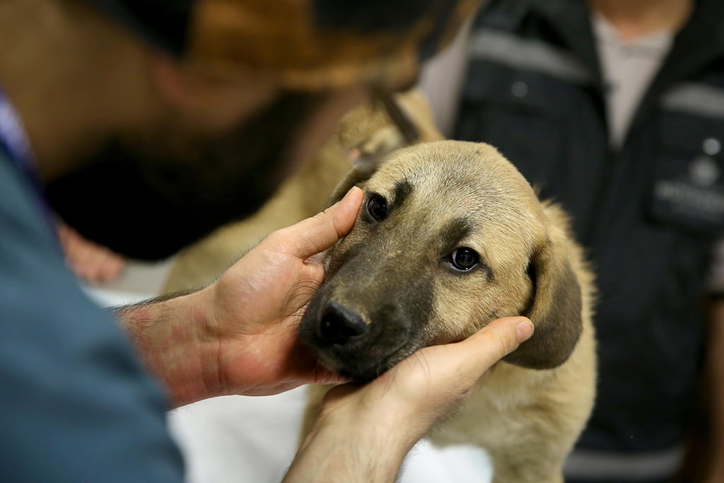 A dog’s chance: Puppy stuck in Istanbul borehole rescued after 11 days