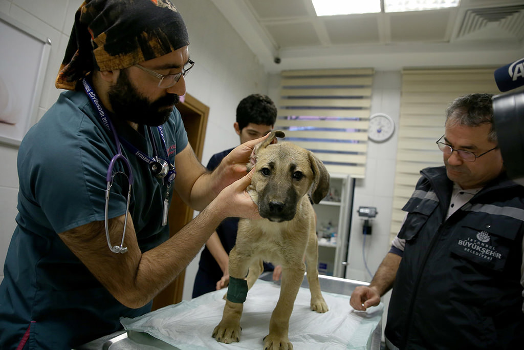 A dog’s chance: Puppy stuck in Istanbul borehole rescued after 11 days