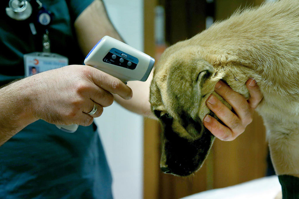 A dog’s chance: Puppy stuck in Istanbul borehole rescued after 11 days