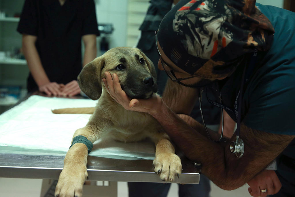 A dog’s chance: Puppy stuck in Istanbul borehole rescued after 11 days