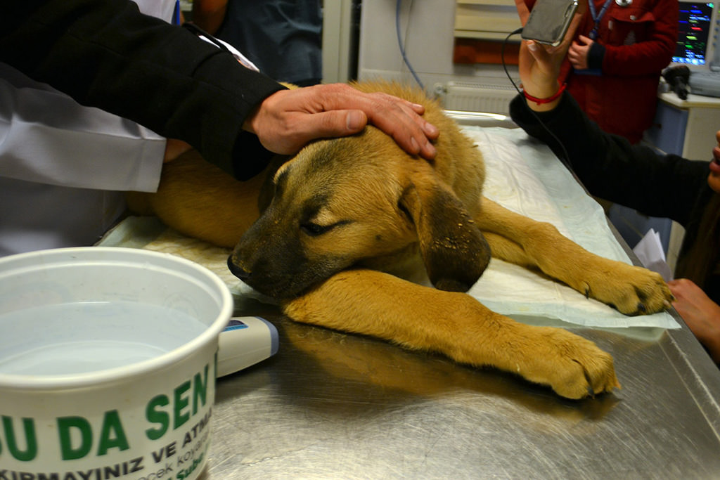 A dog’s chance: Puppy stuck in Istanbul borehole rescued after 11 days