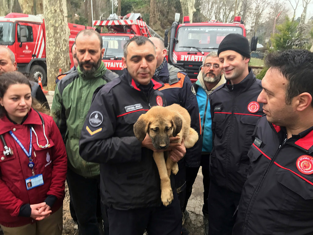 A dog’s chance: Puppy stuck in Istanbul borehole rescued after 11 days