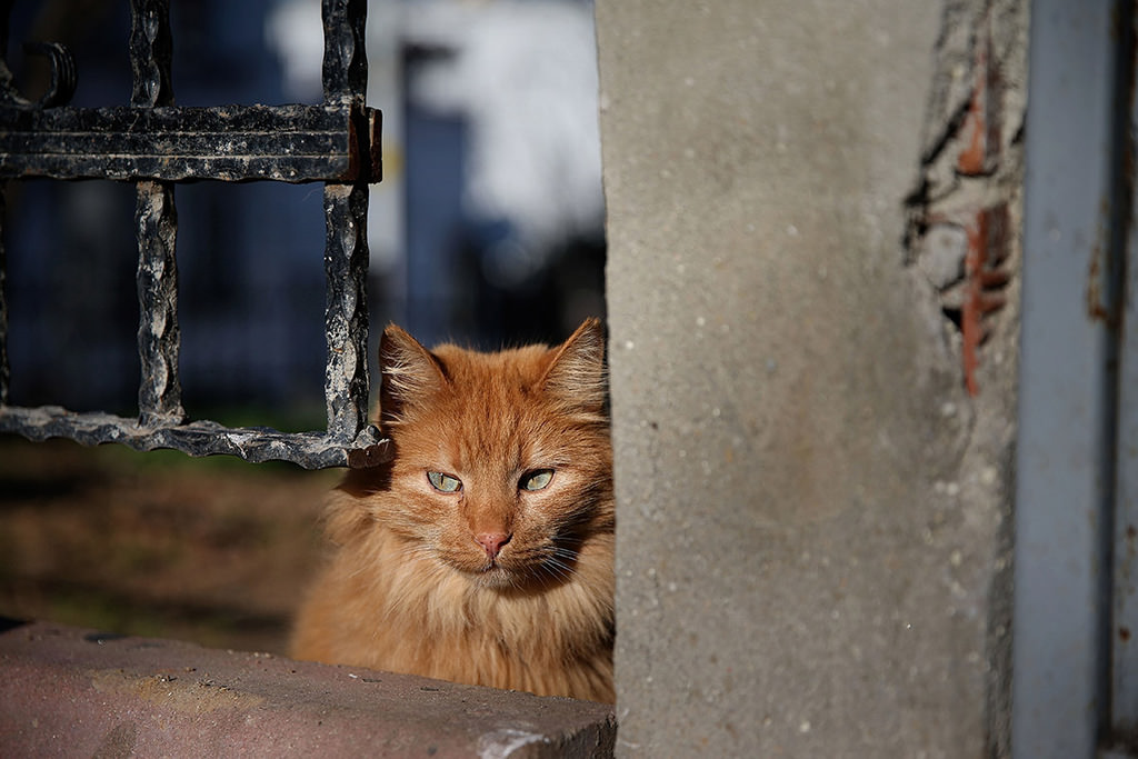 Street cats reign over Istanbul’s Heybeliada in winter