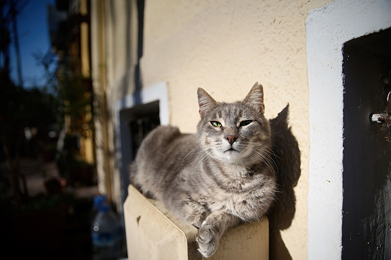 Street cats reign over Istanbul’s Heybeliada in winter