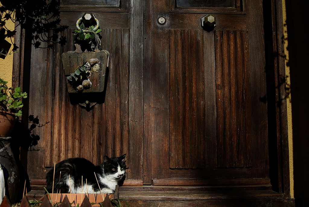 Street cats reign over Istanbul’s Heybeliada in winter