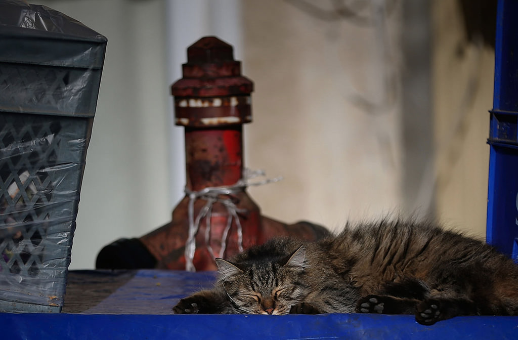 Street cats reign over Istanbul’s Heybeliada in winter