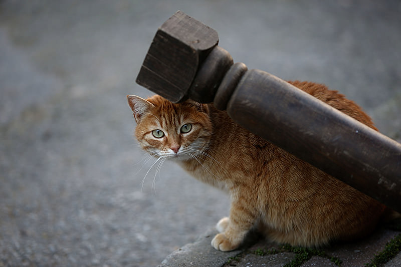 Street cats reign over Istanbul’s Heybeliada in winter