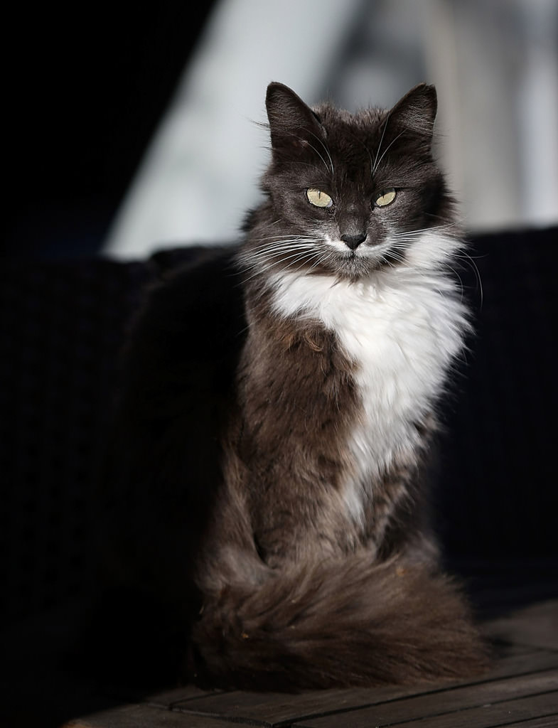 Street cats reign over Istanbul’s Heybeliada in winter