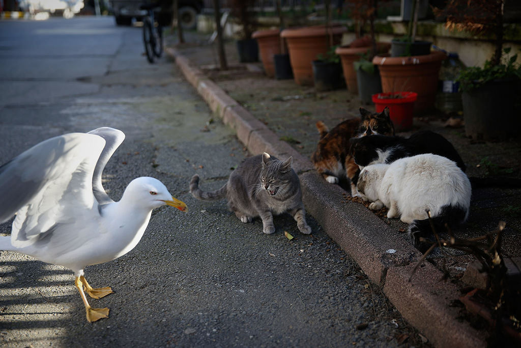 Street cats reign over Istanbul’s Heybeliada in winter