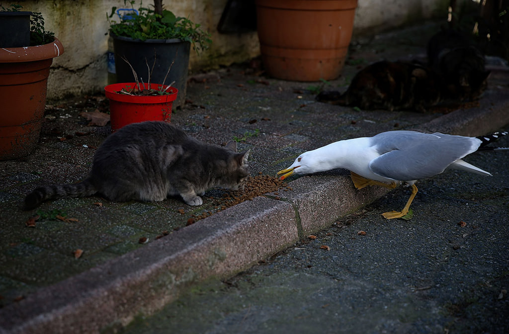 Street cats reign over Istanbul’s Heybeliada in winter