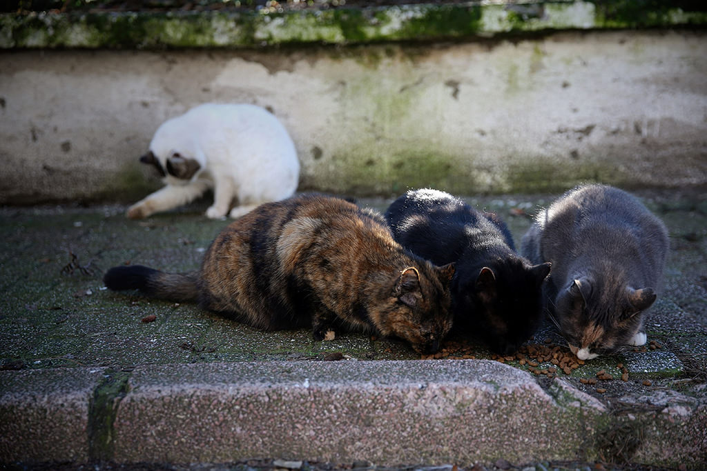 Street cats reign over Istanbul’s Heybeliada in winter