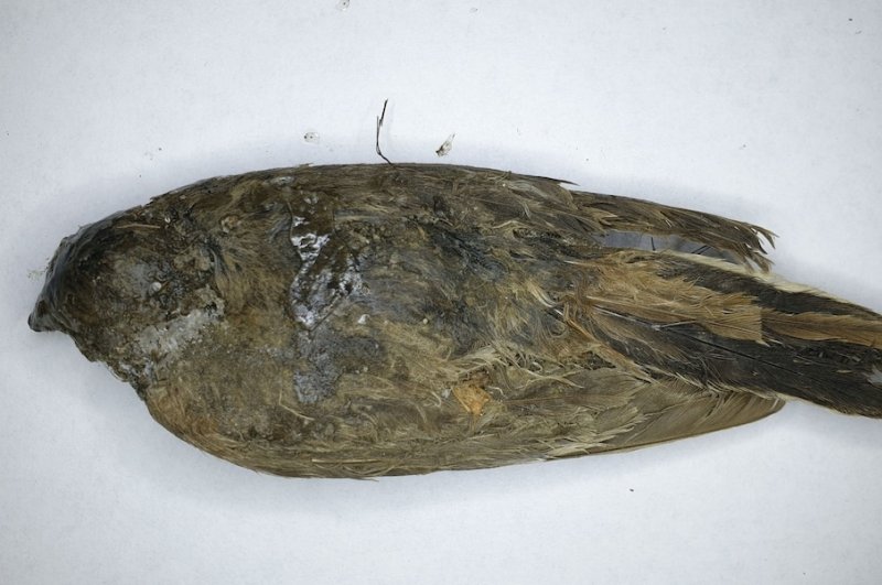 The frozen specimen, pictured, was identified as a horned lark. (Photo by Communications Biology journal)