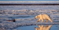 This undated handout photo shows a polar bear in the Arctic National Wildlife Refuge. (AP Photo)