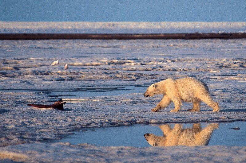 This undated handout photo shows a polar bear in the Arctic National Wildlife Refuge. (AP Photo)