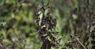A picture taken on Feb. 25, 2020 near Isiolo town in Isiolo county, eastern Kenya, shows locust nymphs aggregated in shrubbery at a hatch site. (AFP Photo)