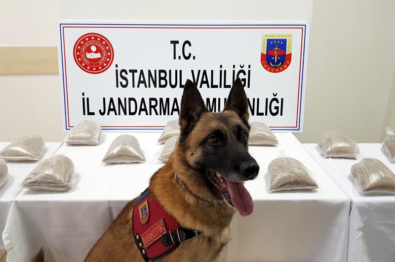 This file photo dated March 03, 2019 shows sniffer dog Atak posing in front of heroin displayed upon seizure in a police raid, at the Provincial Gendarmerie Command in Istanbul. (Photo: Sabah / Mustafa Kaya)