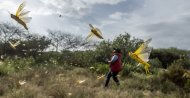 In this photo taken Saturday, Feb. 1, 2020, desert locusts jump up from the ground and fly away as a cameraman walks past, in Nasuulu Conservancy, northern Kenya. (AP Photo)