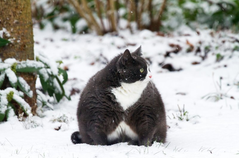Obesity is not just confined to people; we humans are also causing our beloved dogs and cats to get fatter. (iStock Photo)