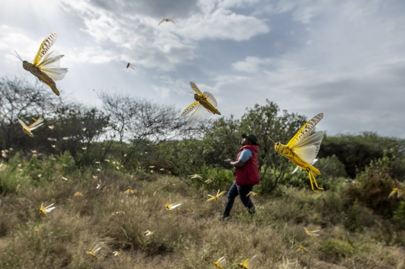 In this photo taken Saturday, Feb. 1, 2020, desert locusts jump up from the ground and fly away as a cameraman walks past, in Nasuulu Conservancy, northern Kenya. (AP Photo)