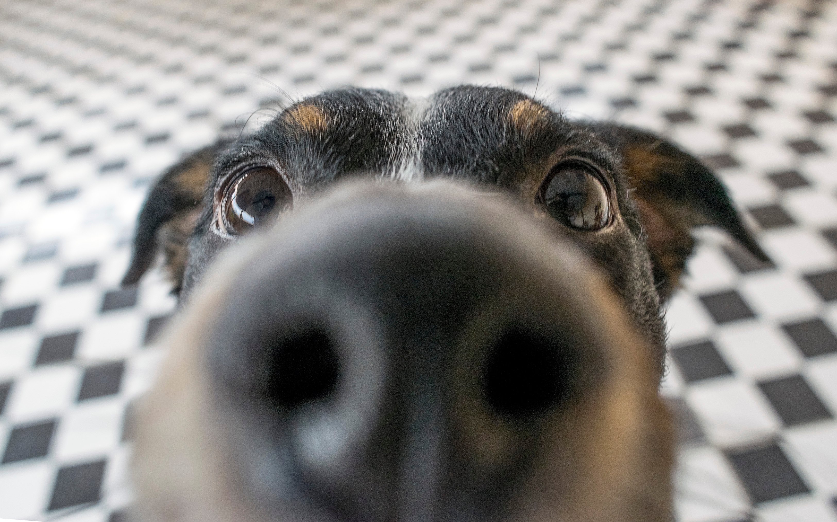 how sensitive are dogs noses