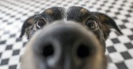 Dog noses can do more than just smell – they are also ultra-sensitive heat sensors. (iStock Photo)