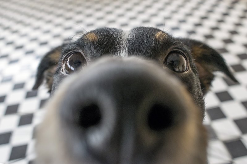 Dog noses can do more than just smell – they are also ultra-sensitive heat sensors. (iStock Photo)