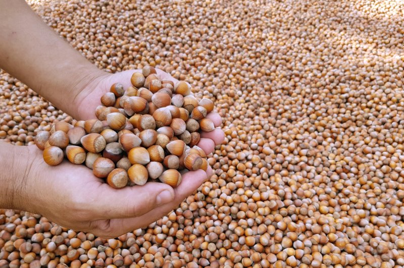Some 220,724 tons of hazelnut were exported from September 2019 to February 2020. (DHA Photo)
