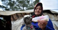 A Yörük woman feeds a lamb with a bottle. (AA Photo)