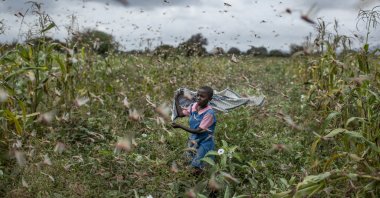 A farmer's daughter waves her shawl in the air to try to chase away swarms of desert locusts from her crops, in Katitika village, Kitui county, Kenya, Jan. 24, 2020. (AP Photo)