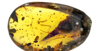 Amber with the skull of the tiny bird Oculudentavis that is 99 million years old, nearly perfectly preserved inside, is seen in a picture released March 11, 2020. (Lida Xing/Handout via REUTERS)