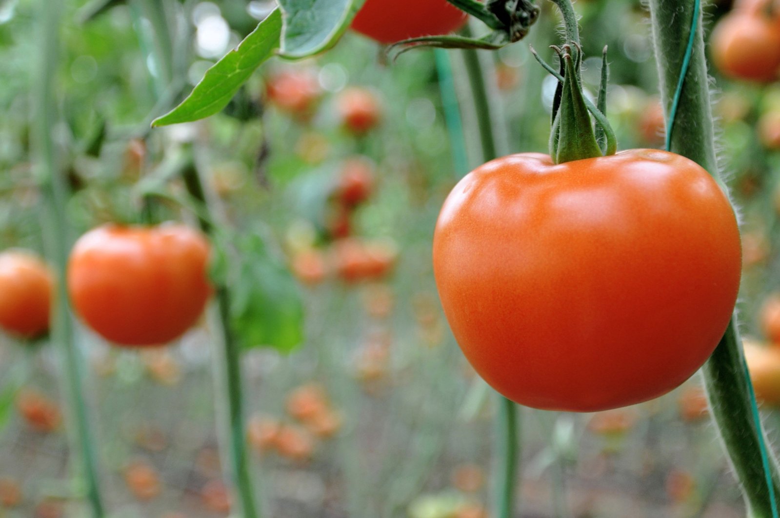 Turkey made $304.4 million from the exports of 535,000 tons of tomato in 2019. (IHA File Photo)