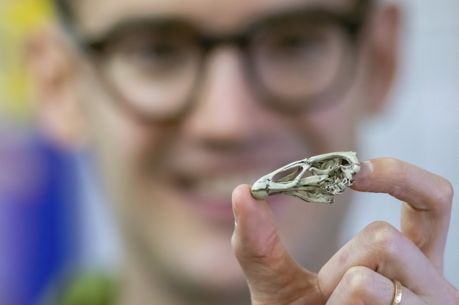 This March 2020 photo provided by researcher Daniel J. Field shows him holding a life-size 3D print of the Asteriornis maastrichtensis "Wonderchicken" skull in Cambridge, England, Wednesday, March 18, 2020. (AP Photo)