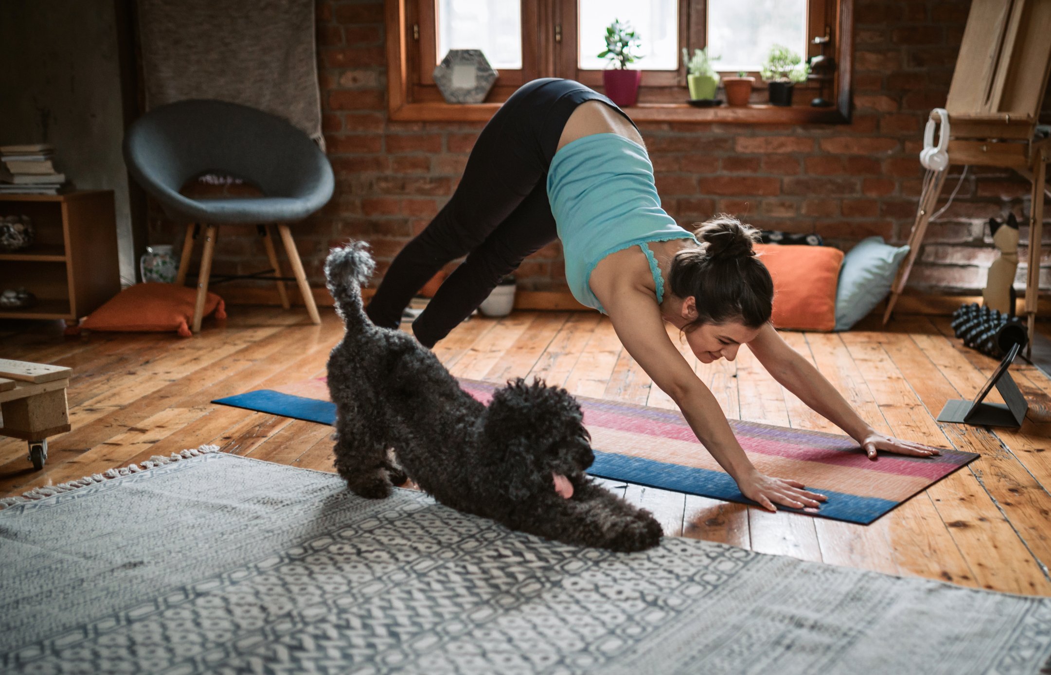 Young woman practices downward facing dog pose with her dog in their living room.