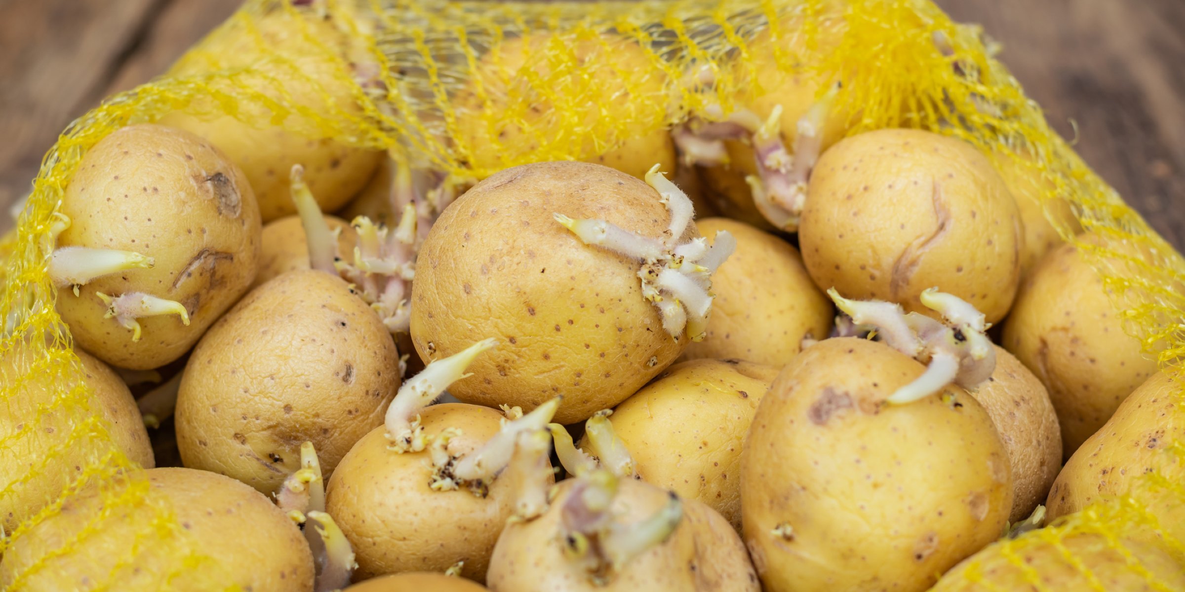 how-to-grow-potatoes-in-containers-big-blog-of-gardening