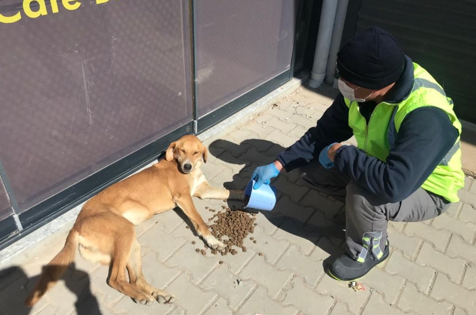 Municipalities across Turkey help street animals amid quarantine measures |  Daily Sabah