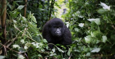 In this photo taken Dec. 11 2012, a young mountain gorilla is seen in the Virunga National Park in eastern Congo. (AP Photo)
