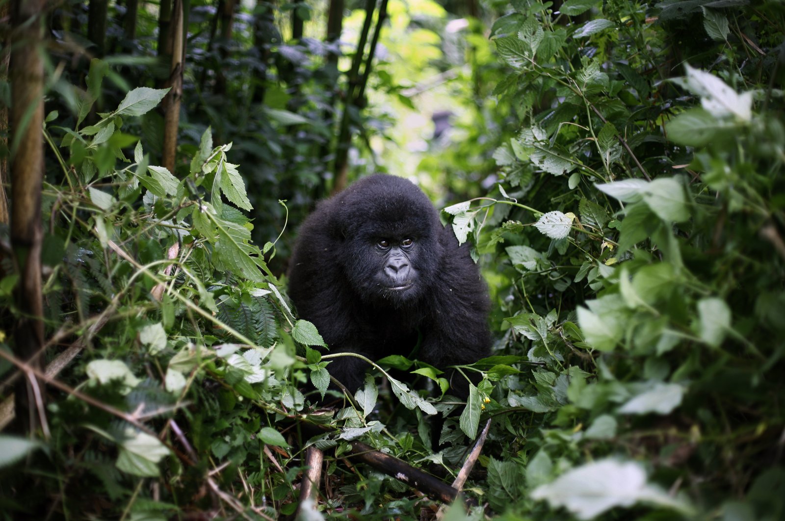 In this photo taken Dec. 11 2012, a young mountain gorilla is seen in the Virunga National Park in eastern Congo. (AP Photo)