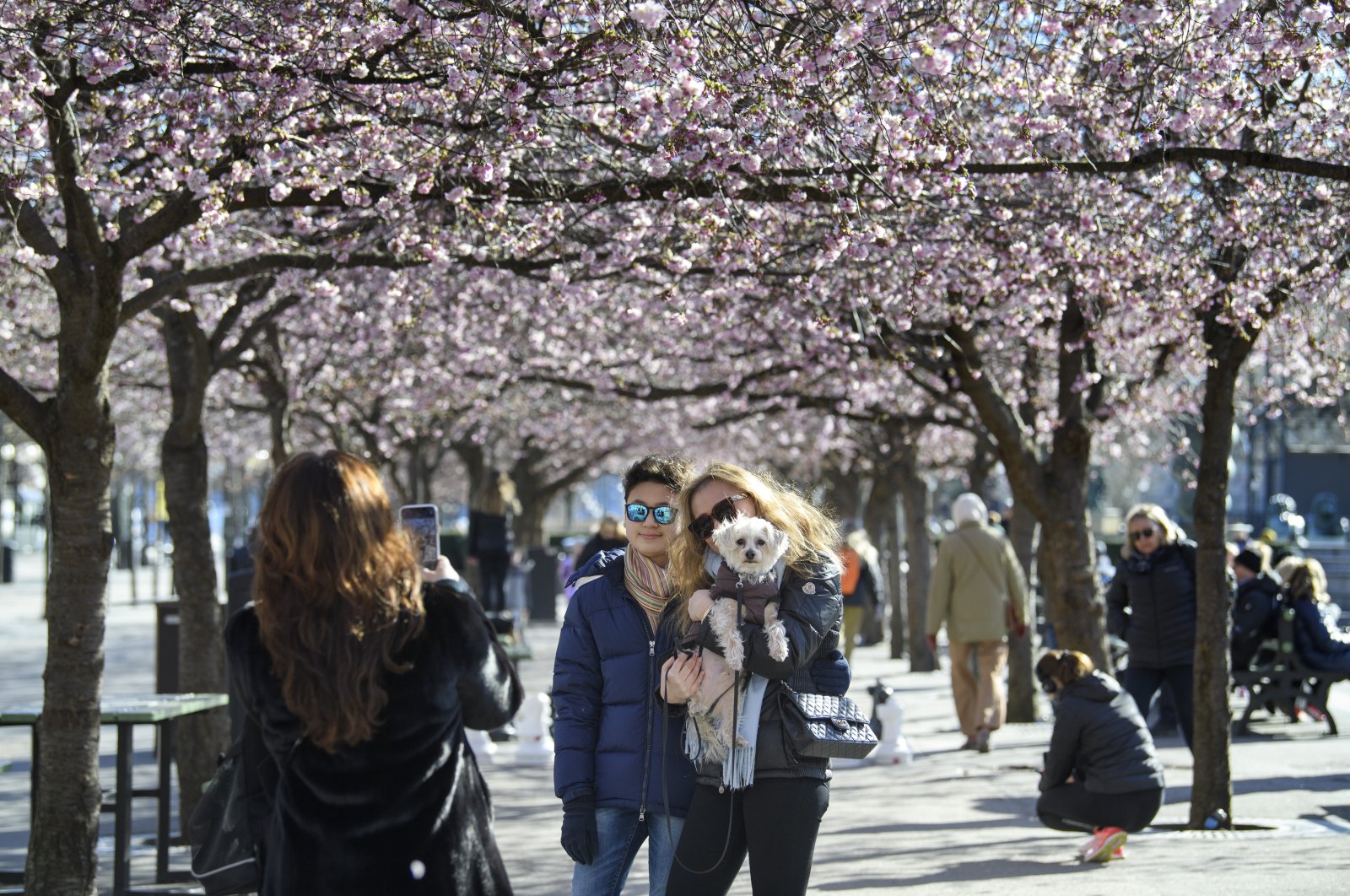 People pose for a photo while strolling with others among the blooming cherry trees in Kungstradgarden park, Stockholm, March 22, 2020. (AP Photo)