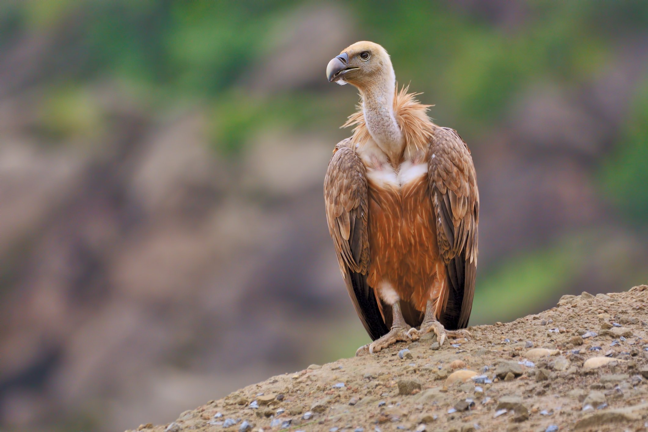 Back From The Brink Griffon Vulture Numbers Grow In Southeastern Turkeys Adıyaman Daily Sabah