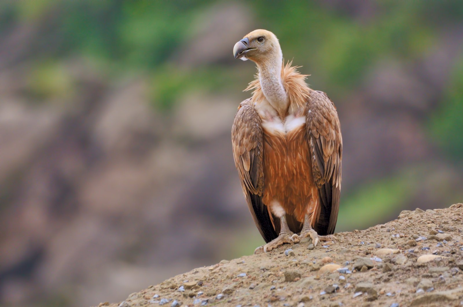Despite being locally endangered, griffon vultures are gradually reestablishing a presence in southeastern Turkey. (iStock Photo)