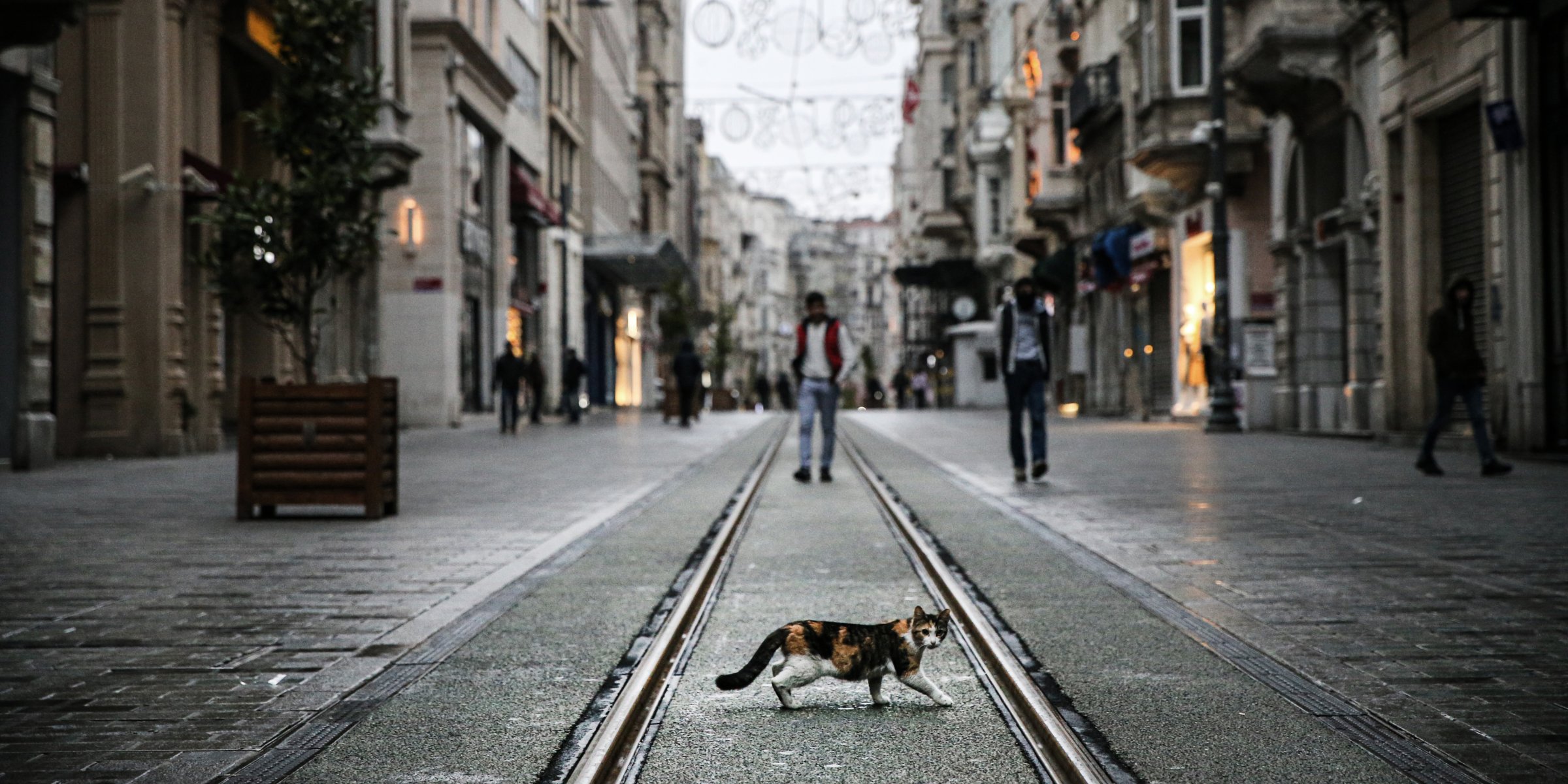 Cats reconquer Istanbul’s empty streets amid COVID19