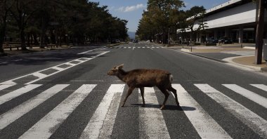 A deer walks across a pedestrian crossing in Nara, Japan, Thursday, March 19, 2020. (AP Photo)